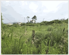  2025Ÿ��8292 ���� ���ֽ� �ֿ��� �ֿ��� 1919      ����(��1)���