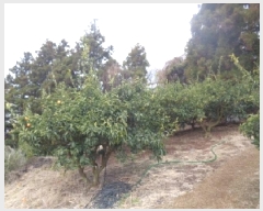  2025Ÿ��244  ���������