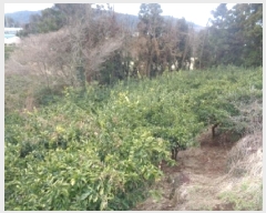  2025Ÿ��244  ���������