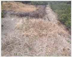  2025Ÿ��244  ���������