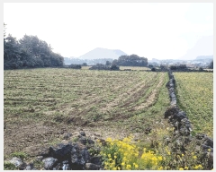  2025Ÿ��956 ���� ���ֽ� ������ �ϵ��� 130      ����(��1)���