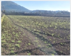  2025Ÿ��1054 ���� ���ֽ� ������ ��ȭ�� 2775      ����(��1)���