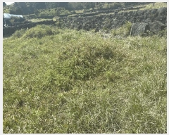  2025Ÿ��1139 ���� �������� ��ȿ�� 1958       ����(����)���