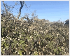  2025Ÿ7221  ֽ Ѹ Ѹ 158-1      (Ӿ)