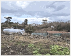  2025Ÿ��7313 ���� ���ֽ� �Ѹ��� ������ 1570-1      ����(��1)���