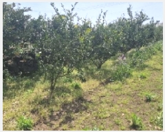  2025Ÿ��7652 ���� �������� ������ ��޸� 991-1      ����(��1)���