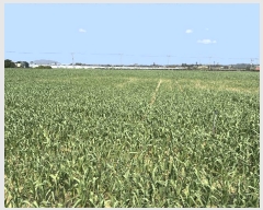  2025Ÿ��7724 ���� �������� ������ ������ 2385-1      ����(�Ӿ�)���