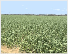  2025Ÿ��7724 ���� �������� ������ ������ 2385-1      ����(�Ӿ�)���