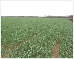  2025Ÿ��7724 ���� �������� ������ ������ 2385-1      ����(�Ӿ�)���