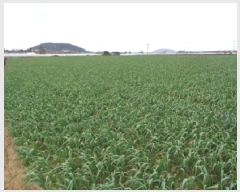  2025Ÿ��7724 ���� �������� ������ ������ 2385-1      ����(�Ӿ�)���