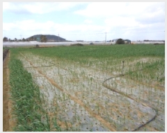  2025Ÿ��7724 ���� �������� ������ ������ 2385-1      ����(�Ӿ�)���