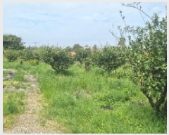  2025Ÿ��7779  �����