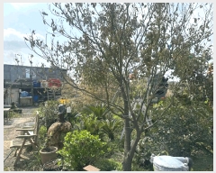  2025Ÿ��7779 ���� ���ֽ� �Ѹ��� ���ɸ� 462-1      ����(��1)���