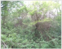  2025Ÿ��7896 ���� ���ֽ� �ֿ��� �ұ渮 ��253-5      ����(�Ӿ�)���