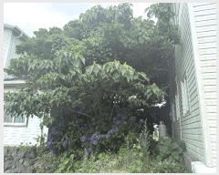  2025Ÿ��8020 ���� ���ֽ� ��õ�� ���긮 984-2      ����(����)���