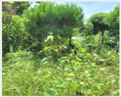  2025Ÿ��4660 ��� ����� ���籸 ���絿 310      ����(��1)���