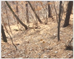  2025Ÿ62418  ֽ  絿 83      (Ӿ)