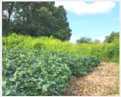  2025Ÿ��4707  �����