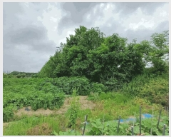  2025Ÿ63174   ϻ꼭 ȭ 390-1      (1)