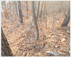  2025Ÿ62381  ֽ   141-5      (Ӿ)