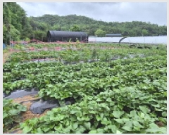  2025Ÿ��63397 ��� ����� ���籸 ��õ�� 291-2      ����(��1)���