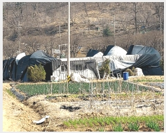  2025Ÿ��51981 ��� �Ȼ�� ��ϱ� ���ǵ� 243-2      ����(��1)���