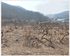  2025Ÿ��51703 ��� ����� ���ڵ� 441-3       ����(�Ӿ�)���