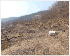  2025Ÿ��51703 ��� ����� ���ڵ� 441-3       ����(�Ӿ�)���