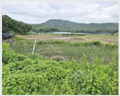  2025Ÿ��52295  ����