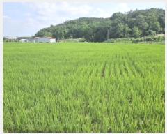  2025Ÿ��52725  �����