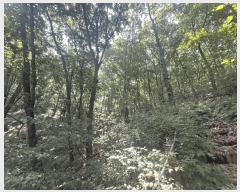  2025Ÿ��52855  �Ӿ߰��