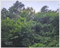  2025Ÿ��741 ��� ����� ���� ��81-1       ����(�Ӿ�)���