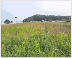  2025Ÿ��52394 ��� �Ȼ�� �ܿ��� ��γ��� 728-26      ����(��1)���