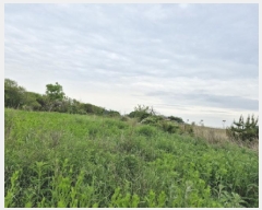  2025Ÿ��52394 ��� �Ȼ�� �ܿ��� ��γ��� 728-26      ����(��1)���