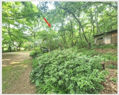  2025Ÿ��52411  �Ӿ߰��