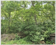  2025Ÿ��52411  �Ӿ߰��