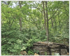  2025Ÿ��52411  �Ӿ߰��