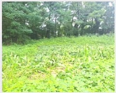  2025Ÿ��101241 ��� �ǿս� �̵� 662-1       ����(�Ӿ�)���