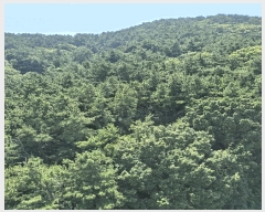  2025Ÿ��2423 �λ� ���ϱ� �縮�� 534-11       ����(�Ӿ�)���