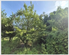  2025Ÿ��1994  �����