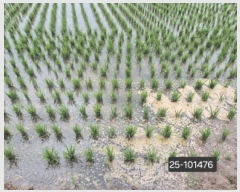  2025Ÿ��101476 �λ� ������ �׵��� 528-4       ����(��)���