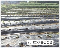  2025Ÿ��1253  �����