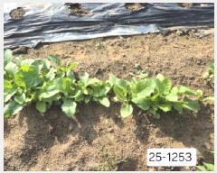  2025Ÿ��1253  �����