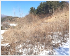  2025Ÿ��324 ��� ���� �ϸ� �񵿸� 686-1      ����(����)���