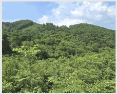  2025Ÿ��1938 ��� ���� ��� ���ʸ� ��116      ����(�Ӿ�)���