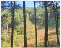  2025Ÿ��1938 ��� ���� ��� ���ʸ� ��116      ����(�Ӿ�)���