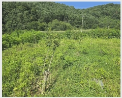  2025Ÿ��72038 ��� ���� û��� ��õ�� 212-2      ����(��1)���