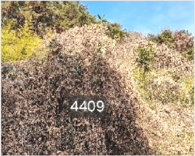 ÅäÁö(ÀÓ¾ß) »çÁø1 | ±âÀ屺 ö¸¶¸é ±¸Ä¥¸® | 2025Ÿ°æ4409 | ÅäÁö(ÀÓ¾ß)°æ¸Å