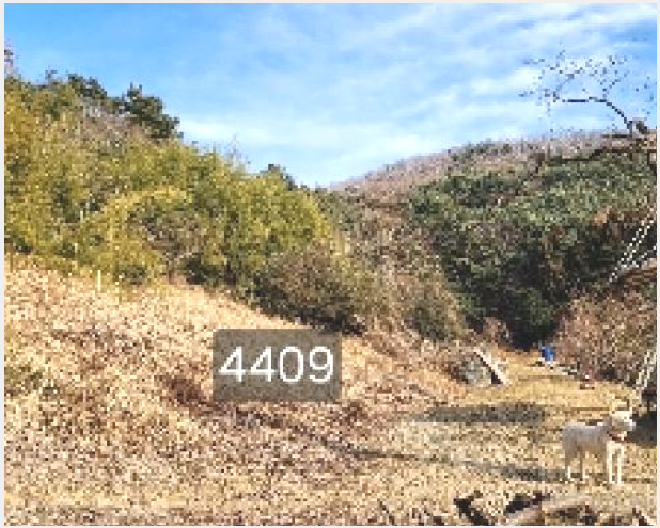 ÅäÁö(ÀÓ¾ß) »çÁø1 | ±âÀ屺 ö¸¶¸é ±¸Ä¥¸® | 2025Ÿ°æ4409 | ÅäÁö(ÀÓ¾ß)°æ¸Å