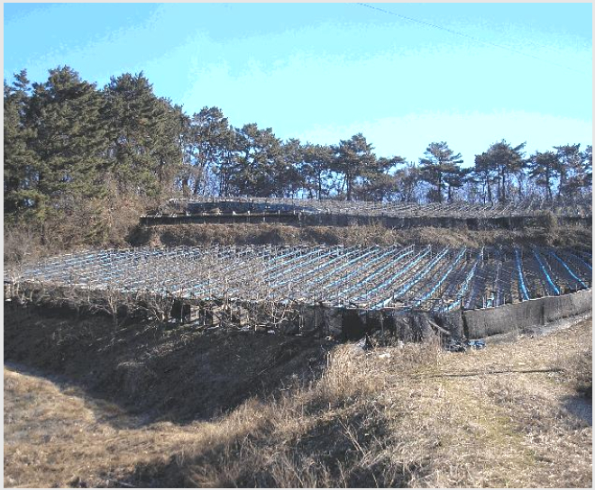 ÅäÁö(´ëÁö) »çÁø1 | ¿µ±¤±º È«³óÀ¾ ¿ù¾Ï¸® | 2025Ÿ°æ7517 | ÅäÁö(´ëÁö)°æ¸Å